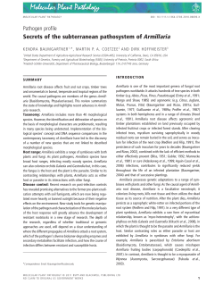 Secrets of the subterranean pathosystem of Armillaria