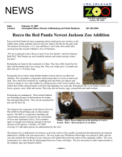 Rocco the Red Panda Newest Jackson Zoo Addition