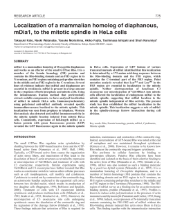 mDia1 localization to mitotic spindle - Journal of Cell Science