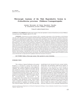 Microscopic Anatomy of the Male Reproductive System