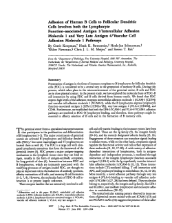 Adhesion of Human B Cells to Follicular Dendritic Cells Involves