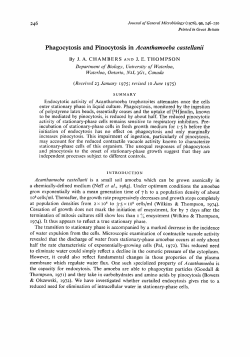 Phagocytosis and Pinocytosis in Acanthamoeba