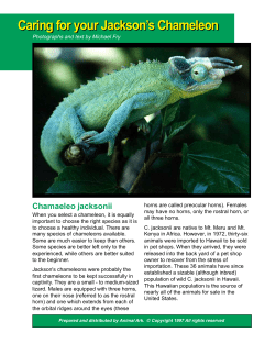 Caring for your Jackson`s Chameleon