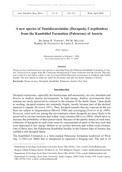 A new species of Tumidocarcinidae (Decapoda, Carpilioidea) from