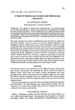 A Study of Mallomonas insignis and Mallomonas