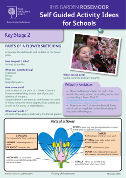 parts of a flower sketching