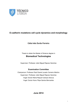 E-cadherin mutations cell cycle dynamics and morphology