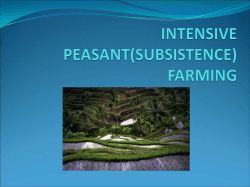 rice farming and green revolution