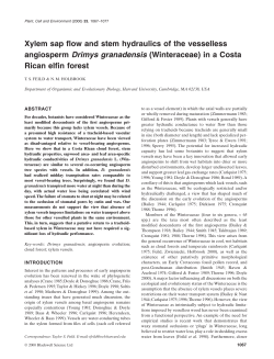 Xylem sap flow and stem hydraulics of the vesselless angiosperm