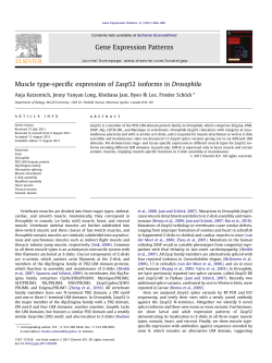 Muscle type-specific expression of Zasp52 isoforms