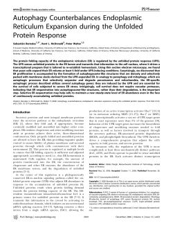 Autophagy Counterbalances Endoplasmic Reticulum