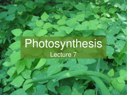 Photosynthesis - life.illinois.edu