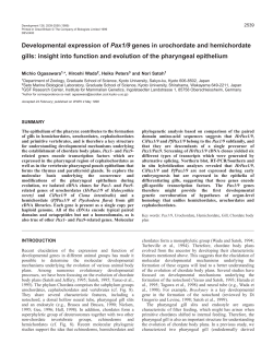 Urochordate and hemichordate Pax1/9 gene
