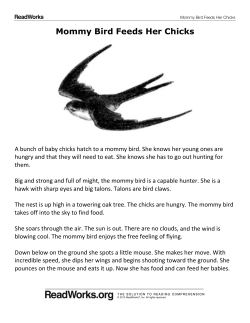 Mommy Bird Feeds Her Chicks