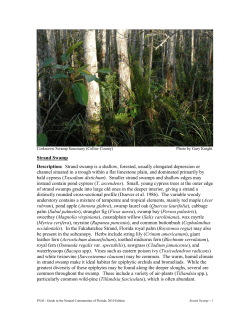 Strand Swamp - Florida Natural Areas Inventory