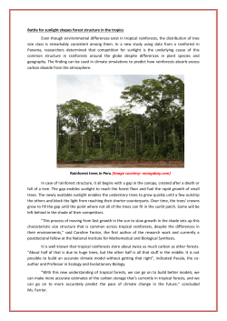 Battle for sunlight shapes forest structure in the tropics Even though