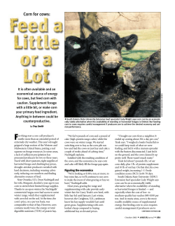 Corn for cows - Angus Journal