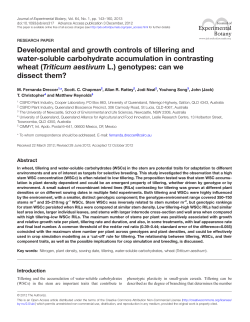 Developmental and growth controls of tillering and water