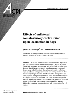 Effects of unilateral somatosensory cortex lesion upon locomotion in