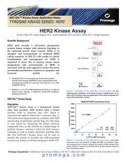 HER2 Kinase Assay