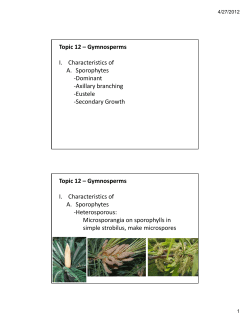 Topic 12 &ndash; Gymnosperms I. Characteristics of A. Sporophytes