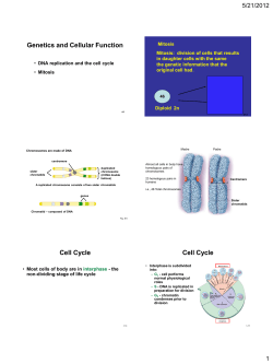 Cha. 8 Cell Division