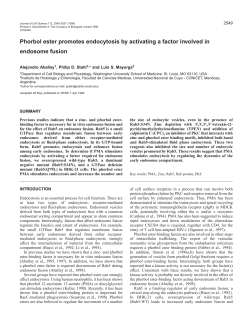 Phorbol ester promotes endocytosis - Journal of Cell Science