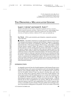 the drosophila melanogaster genome