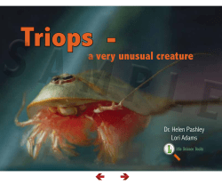 a very unusual creature