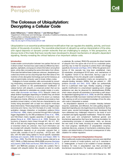 The Colossus of Ubiquitylation: Decrypting a