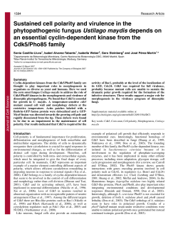 Sustained cell polarity and virulence in the phytopathogenic fungus