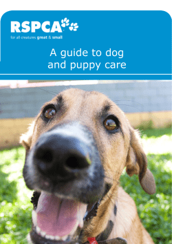 A guide to dog and puppy care