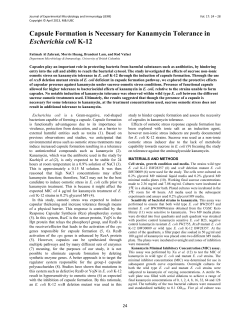 Capsule Formation is Necessary for Kanamycin Tolerance in