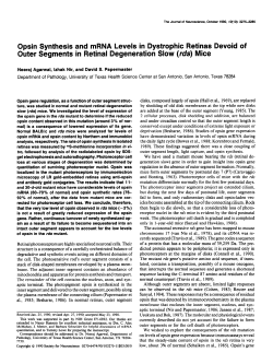 Opsin Synthesis and mRNA Levels in Dystrophic Retinas Devoid of