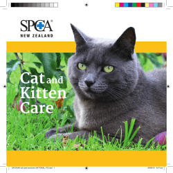 Cat and Kitten Care Cat and Kitten Care