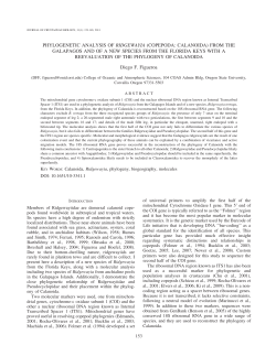 phylogenetic analysis of ridgewayia (copepoda: calanoida)