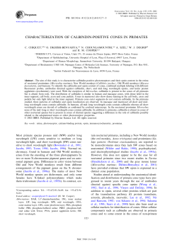 CHARACTERIZATION OF CALBINDIN