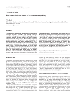 COMMENTARY The transcriptional basis of chromosome pairing