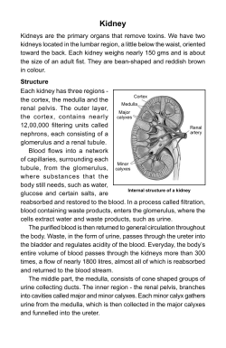 Kidney - Temple of Healing