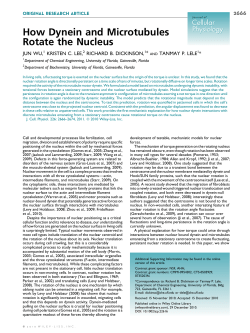 How dynein and microtubules rotate the nucleus