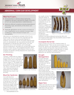 Abnormal Corn Ear Development