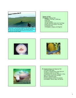 Classes of Fish #1 Agnatha: Jawless Fish 1) Oldest of all fish &rarr; 500
