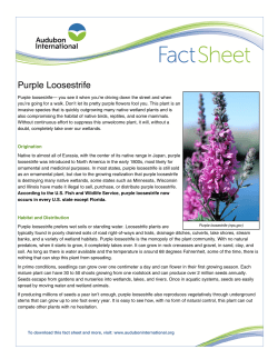 Purple Loosestrife - Audubon International