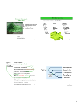 Plantae