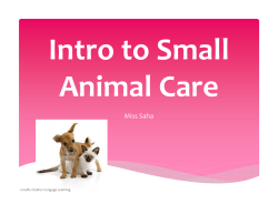 Small Animal Care notes