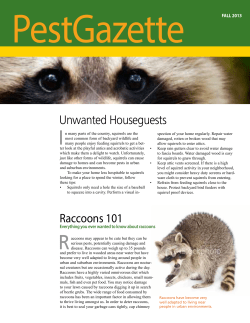 Raccoons 101 Unwanted Houseguests