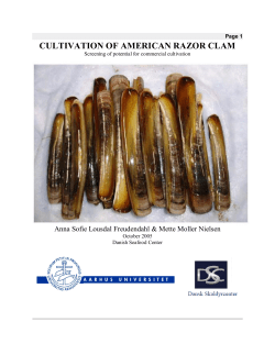 cultivation of american razor clam
