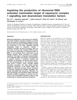 Impairing the production of ribosomal RNA