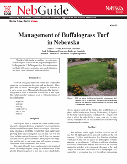 Management of Buffalograss Turf in Nebraska