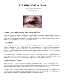 eye infections in dogs